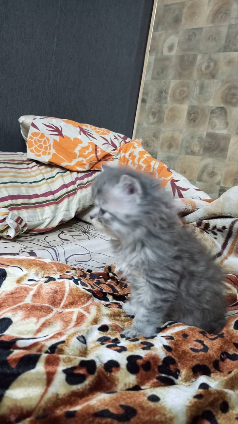 Persian kitten 2