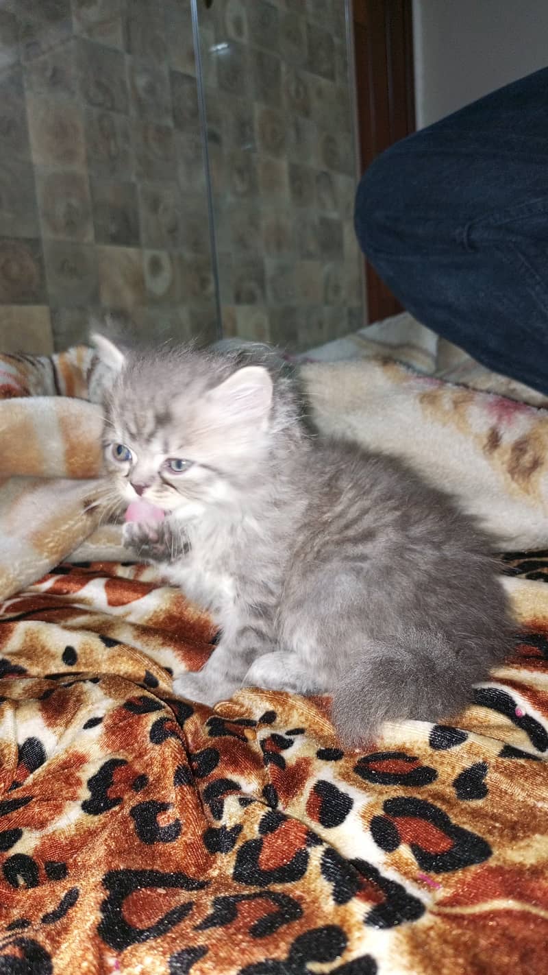 Persian kitten 3