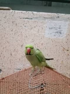 Parrot for Sale