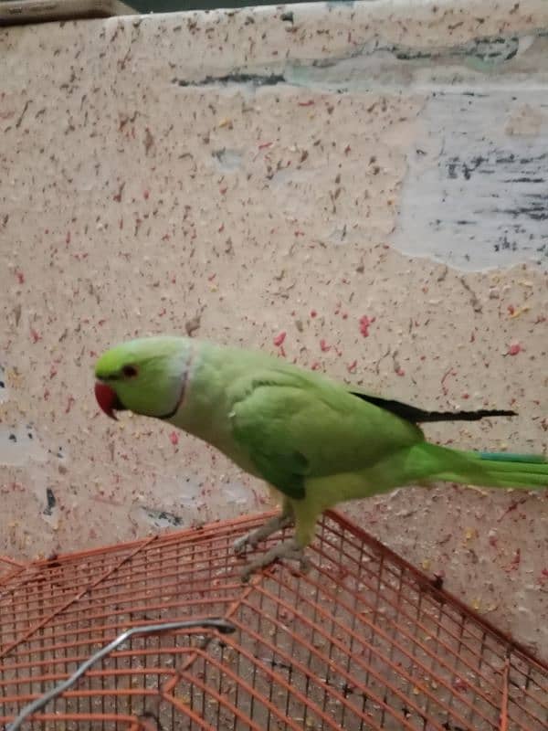 Parrot for Sale 1