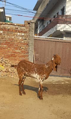 Beetal Goat for sale contact