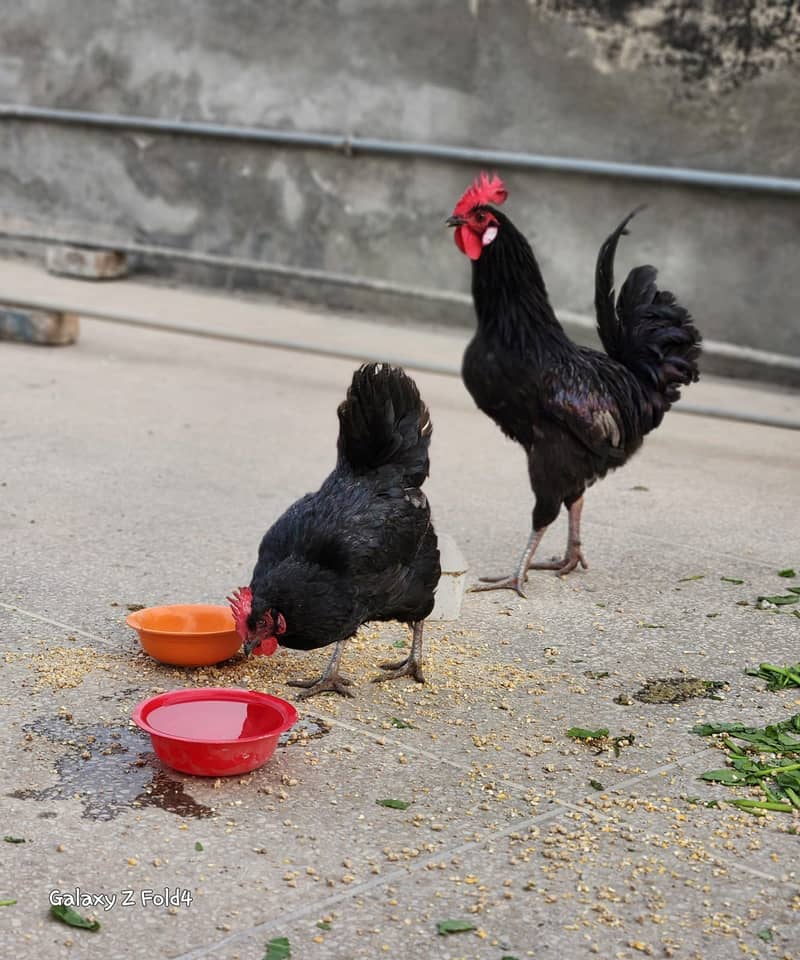 Australorp Heritage Outstanding Exotic Pair 0