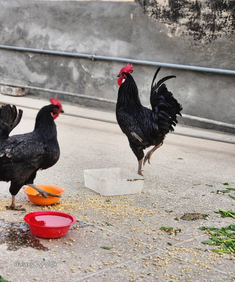 Australorp Heritage Outstanding Exotic Pair 1