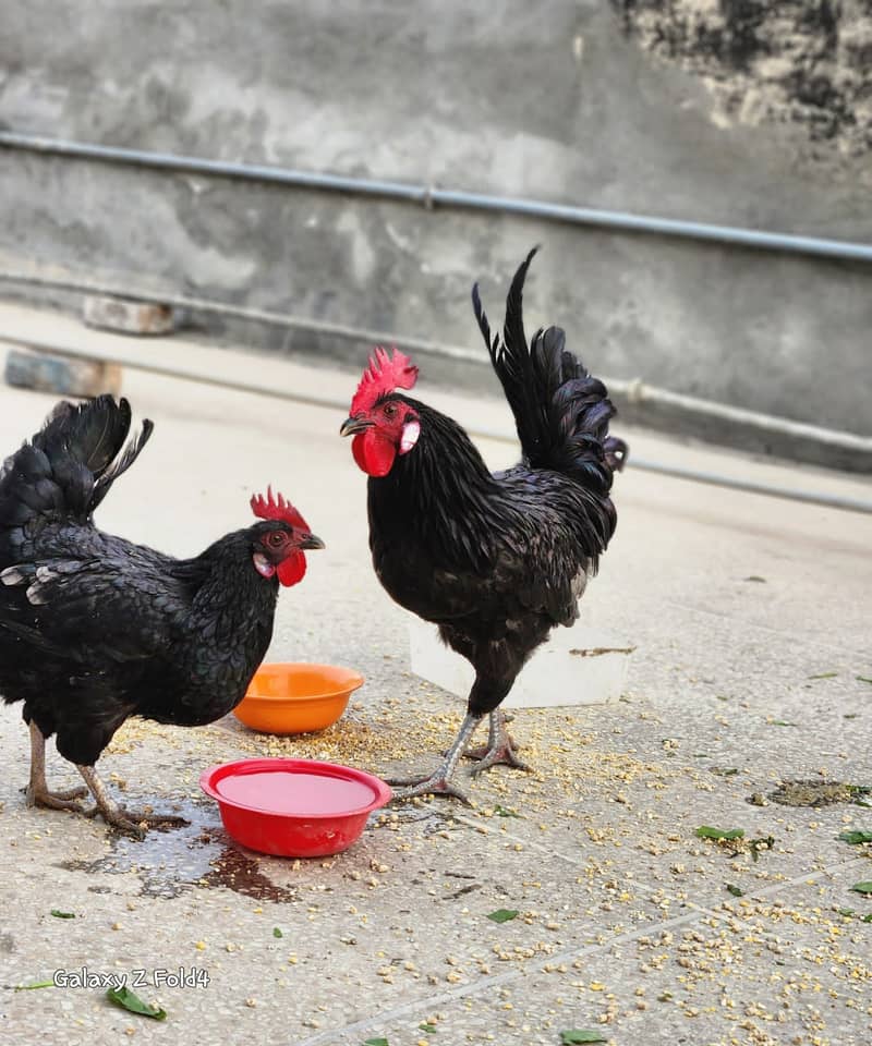 Australorp Heritage Outstanding Exotic Pair 3