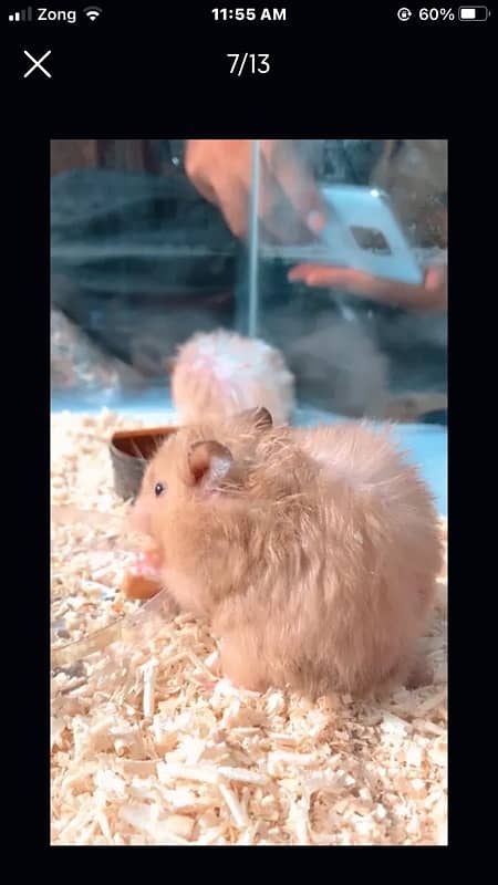 hamster long coat pairs . . very friendly 3