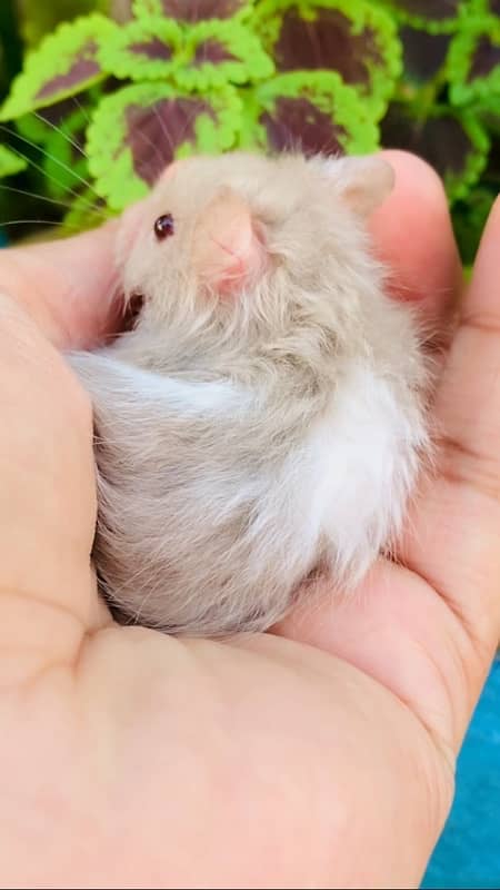 hamster long coat pairs . . very friendly 8