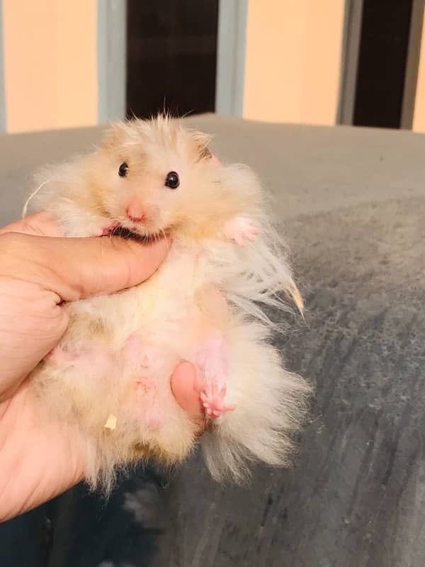 hamster long coat pairs . . very friendly 13