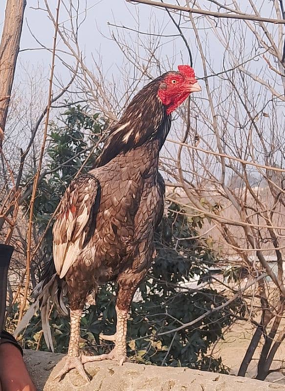 mianwali saleeta aseel and mushki lassani madi 0