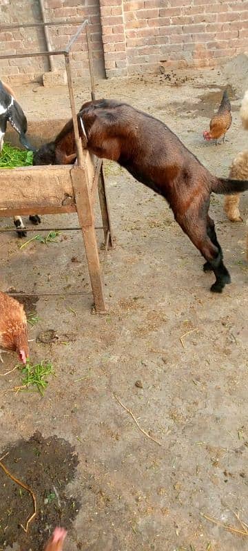 bakri gabban or two bacha 1 bakra 1 bakri 4