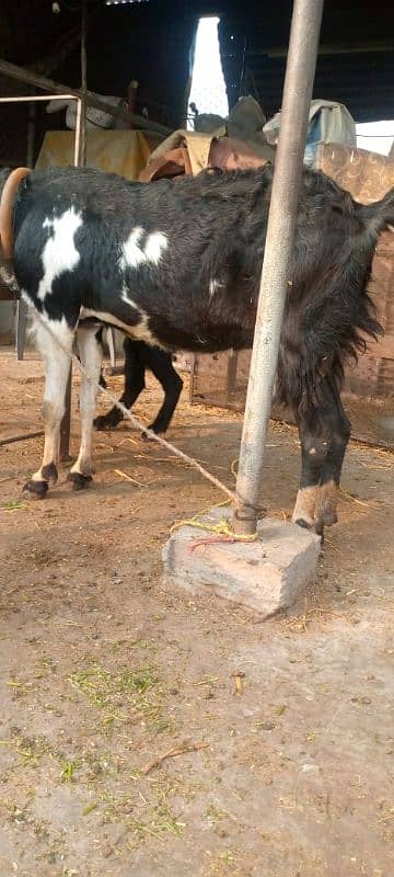 bakri gabban or two bacha 1 bakra 1 bakri 6