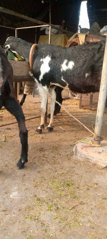 bakri gabban or two bacha 1 bakra 1 bakri 8