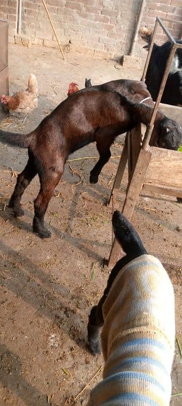 bakri gabban or two bacha 1 bakra 1 bakri 12