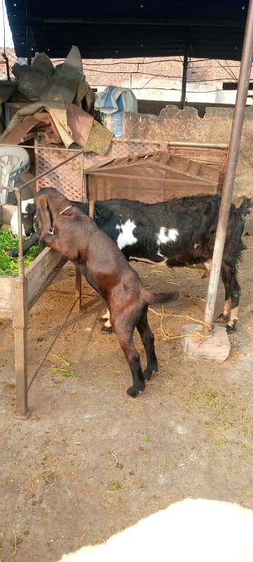 bakri gabban or two bacha 1 bakra 1 bakri 16