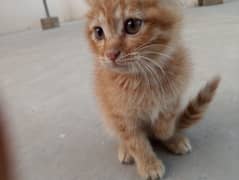 semi Persian kitten for sale