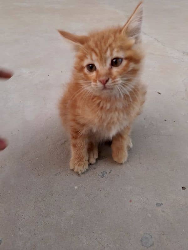 semi Persian kitten for sale 1