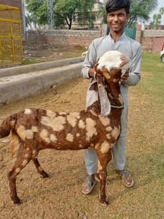 goats | bakri | breeder bakra |desi bakri |all breeds available| Kajla