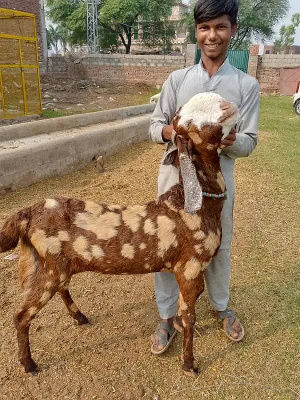 goats | bakri | breeder bakra |desi bakri |all breeds available| Kajla 0