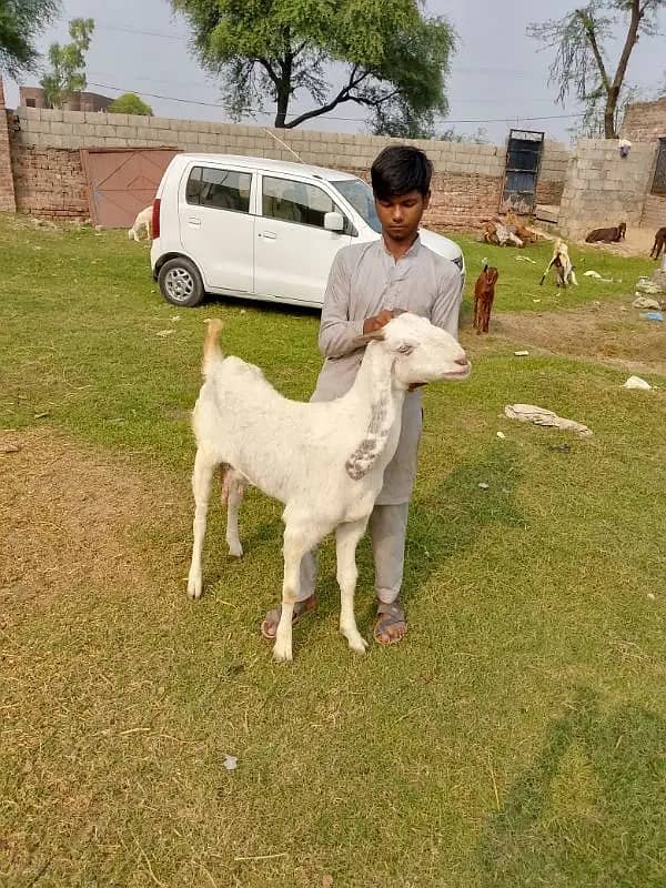 goats | bakri | breeder bakra |desi bakri |all breeds available| Kajla 1