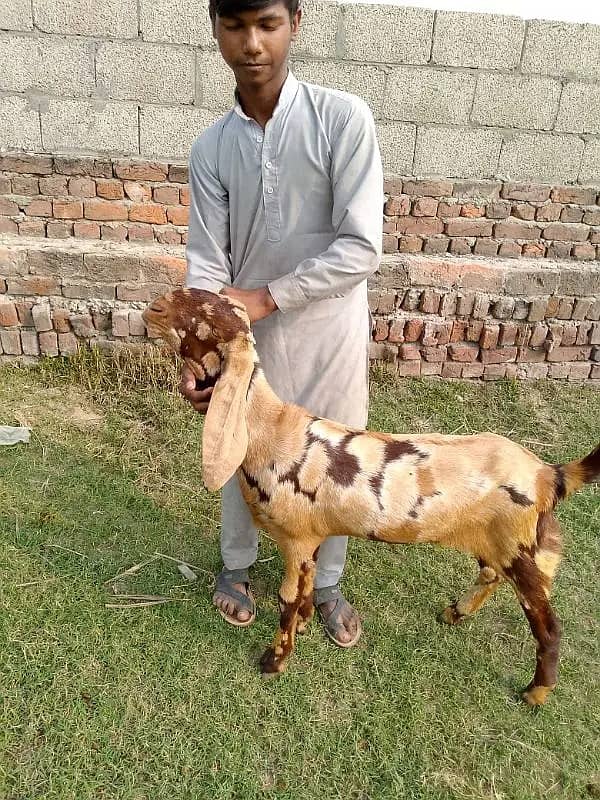 goats | bakri | breeder bakra |desi bakri |all breeds available| Kajla 2