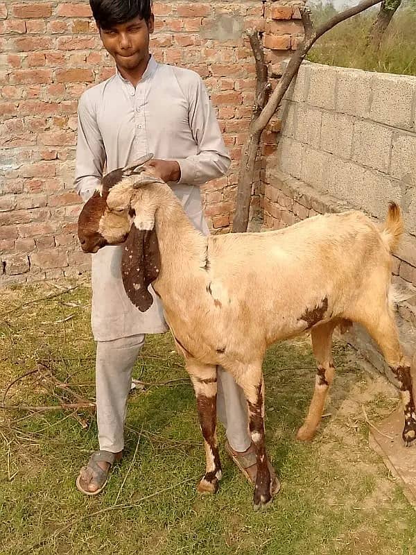 goats | bakri | breeder bakra |desi bakri |all breeds available| Kajla 3