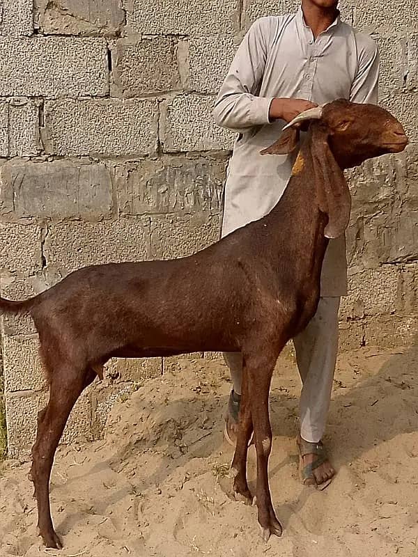 goats | bakri | breeder bakra |desi bakri |all breeds available| Kajla 4