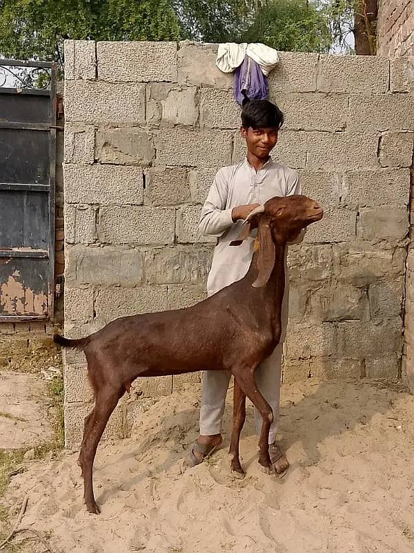 goats | bakri | breeder bakra |desi bakri |all breeds available| Kajla 5