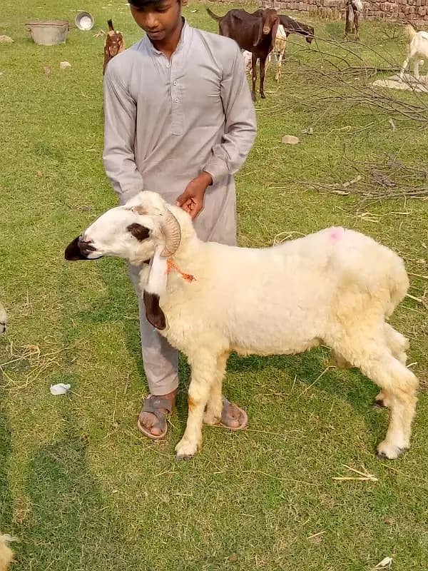 goats | bakri | breeder bakra |desi bakri |all breeds available| Kajla 6