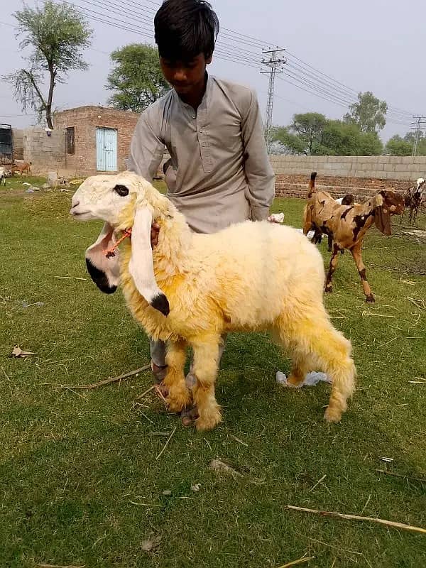 goats | bakri | breeder bakra |desi bakri |all breeds available| Kajla 7