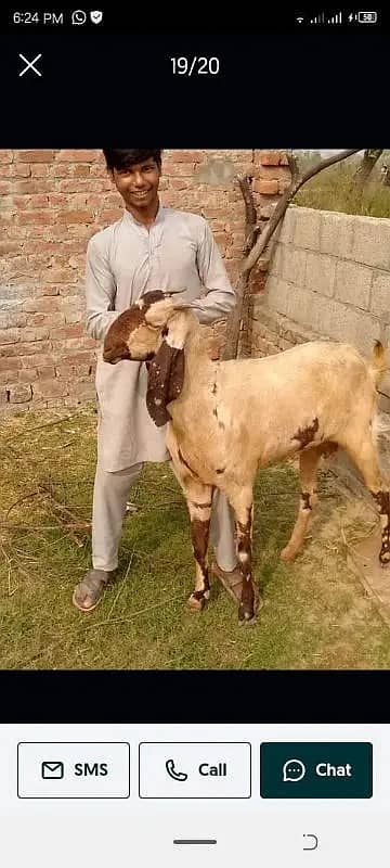 goats | bakri | breeder bakra |desi bakri |all breeds available| Kajla 8