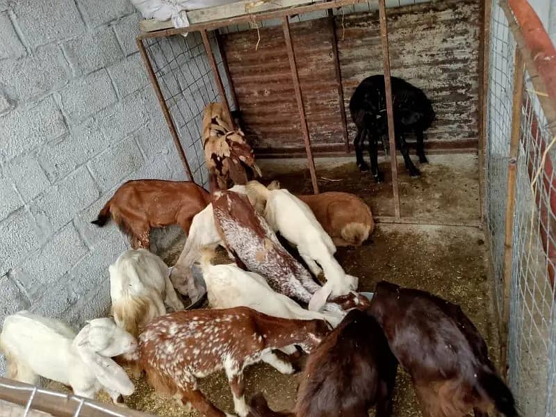 goats | bakri | breeder bakra |desi bakri |all breeds available| Kajla 11