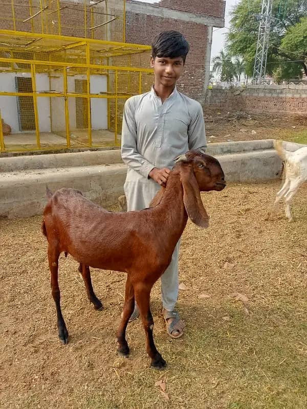 goats | bakri | breeder bakra |desi bakri |all breeds available| Kajla 15