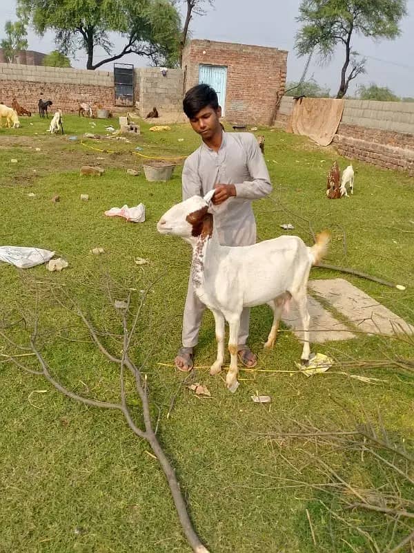 goats | bakri | breeder bakra |desi bakri |all breeds available| Kajla 16