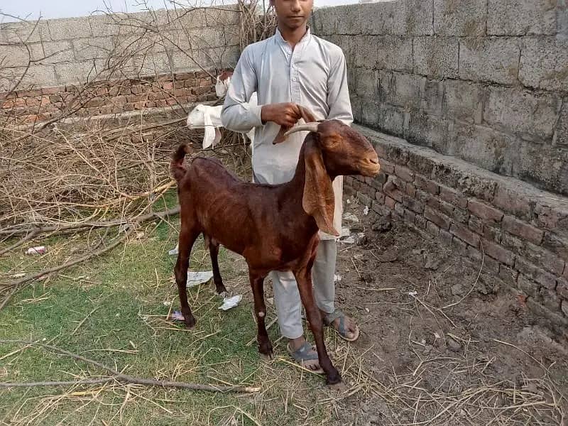 goats | bakri | breeder bakra |desi bakri |all breeds available| Kajla 17