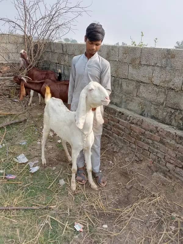 goats | bakri | breeder bakra |desi bakri |all breeds available| Kajla 18