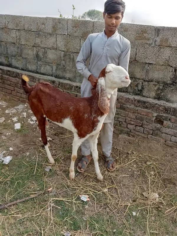 goats | bakri | breeder bakra |desi bakri |all breeds available| Kajla 19