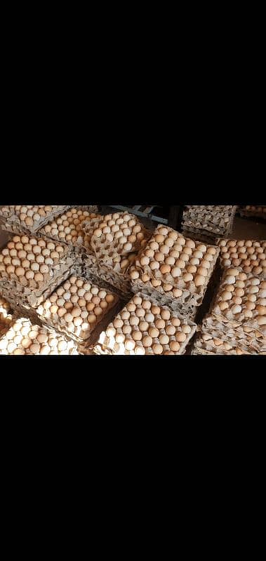 Golden Misri Fresh Eggs Available 0