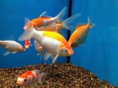 Comet Goldfish 5'''-7''