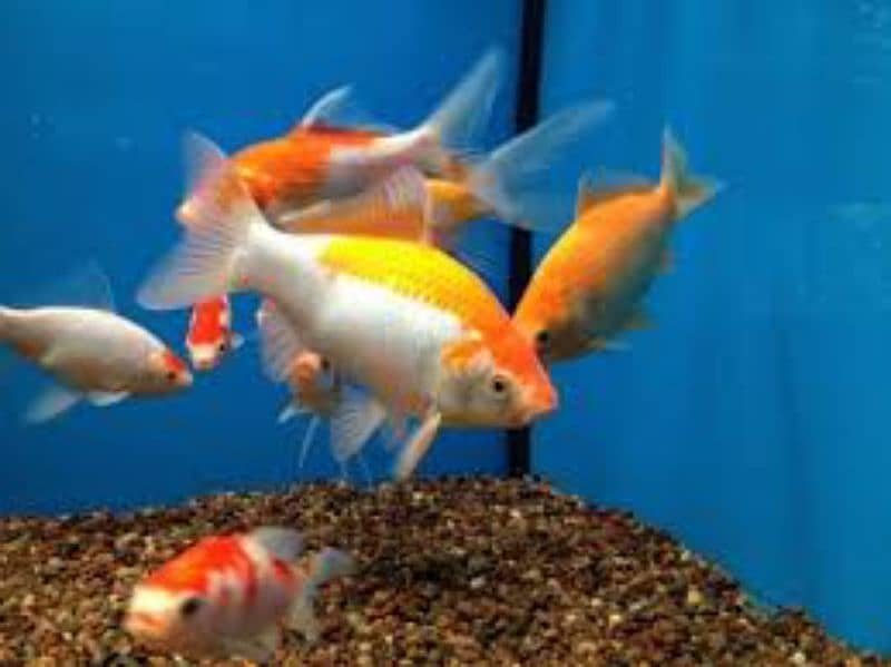 Comet Goldfish 5'''-7'' 0