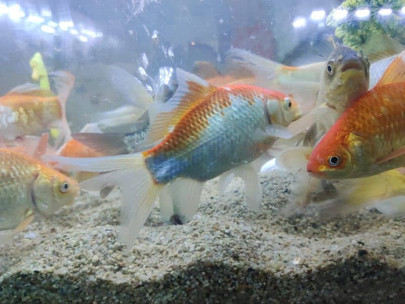 Comet Goldfish 5'''-7'' 4