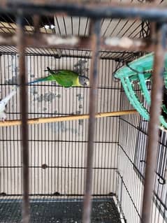 Parrots and Doves for sale