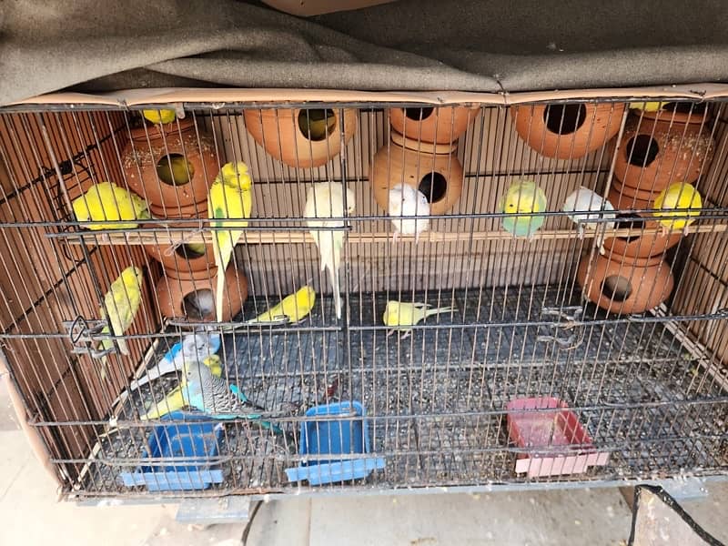 Parrots and Doves for sale 1