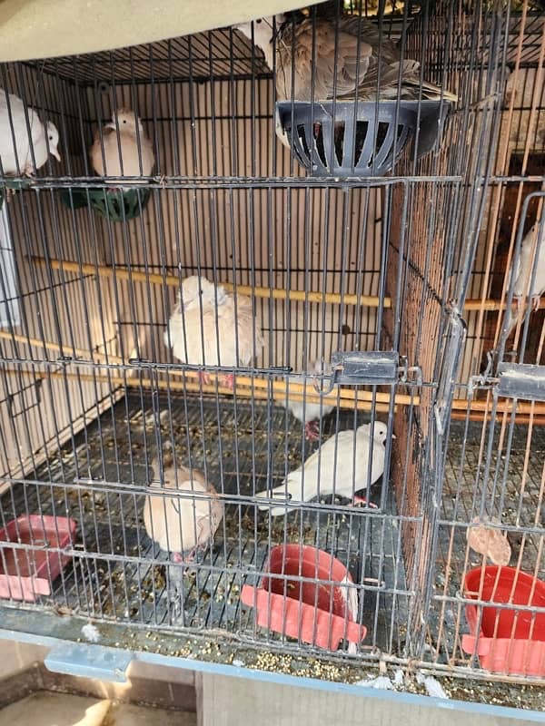 Parrots and Doves for sale 2