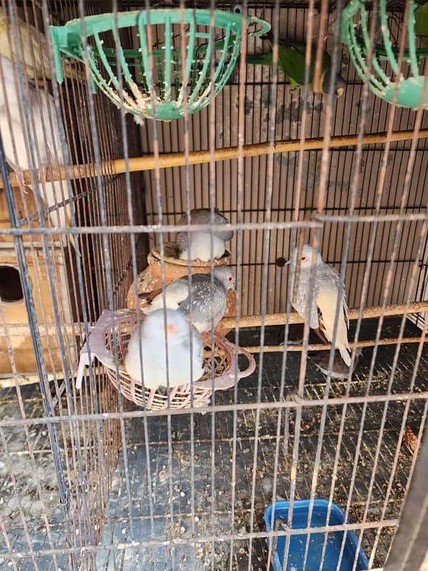 Parrots and Doves for sale 3