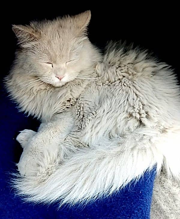 white doll face Persian male cat 1