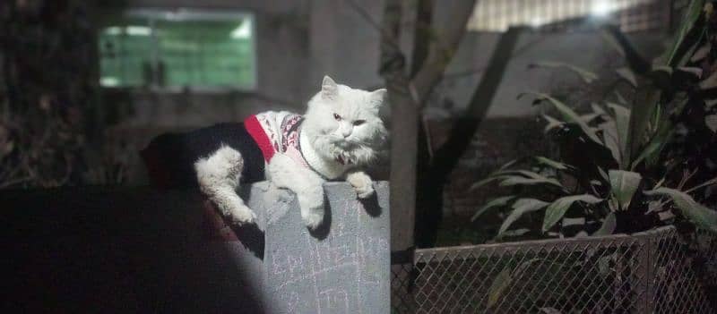 white doll face Persian male cat 4