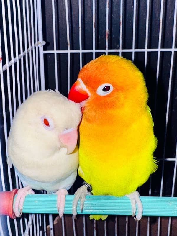 love birds 3 pec 2