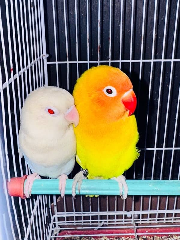 love birds 3 pec 6