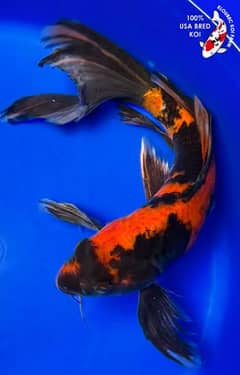 Butterfly Japanese Koi 12''