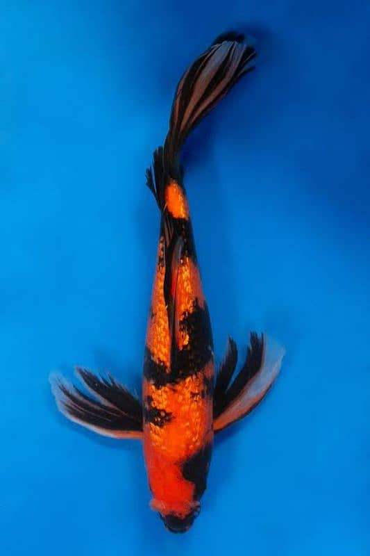 Butterfly Japanese Koi 12'' 1