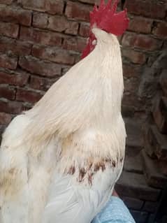 aseel Thai cross/Desi pair/ golden buff/Desi chick/Ayam cemani male